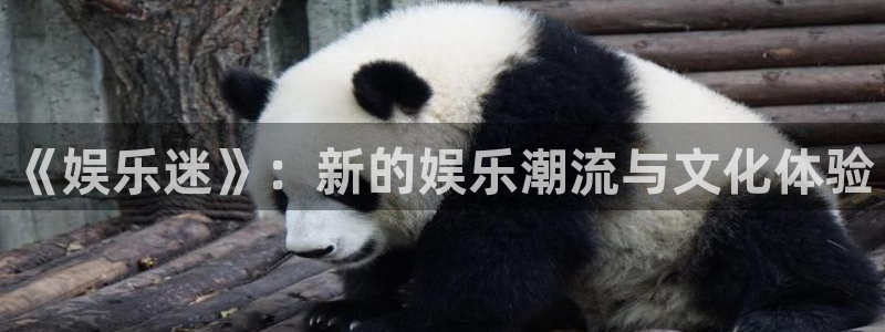恩佐娱乐